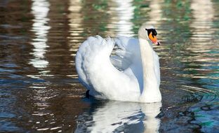 swan floats on a pond
