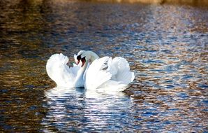 pair of swans forming a heart shape