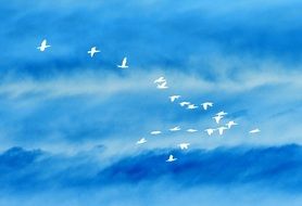 flock of white birds against the blue sky
