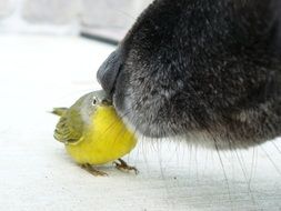 meeting bird and dog