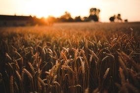grain field at sunset close-up on blurred background