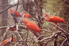 Photo of orange birds in the wildlife