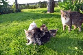 cat with kittens play on green grass