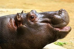 hippo smile