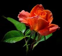 Red and orange rose