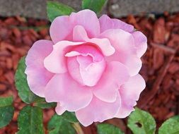 Pink rose flower in the garden