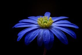 closeup view of Balkan anemone bud on a black background