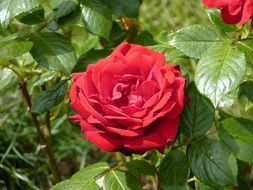 red rose in bloom
