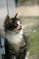 Domestic fluffy kitten