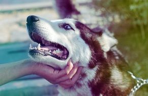 husky like a wolf
