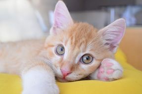 red kitty