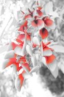 red grey effect on a flower