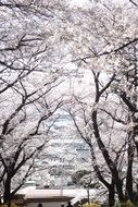 picture of the sakuras in a park