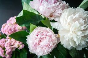 gentle charming peonies