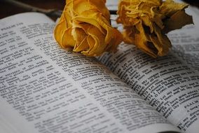 yellow dry roses lie on the bible