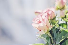 pink roses at grey blurred background