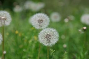 obsession flowers in green field