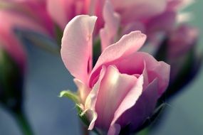 delicate petals of bed rose