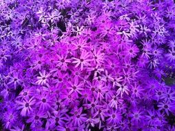 strikingly beautiful spring flower