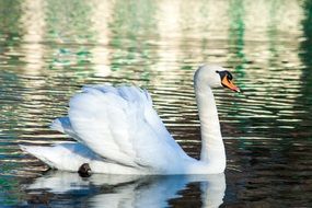 beautiful swan on a pond
