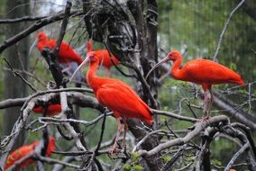 flock of scarlet ibises, Eudocimus ruber, on dry tree