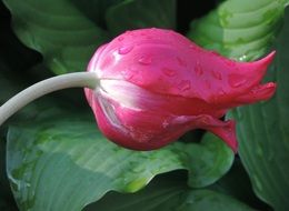 Bud of a Tulip closed