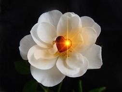 heart in the middle of a white rose