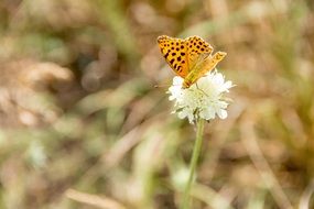 Spotted yellow butterfly on a flower on a blurred background of nature