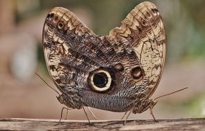 mating owl butterflies