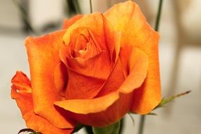 macro shot of orange rose