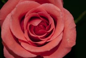 romantic red rose macro foto