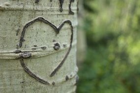 heart, carving on aspen tree bark