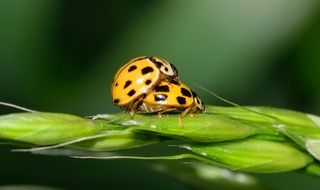 Coupling of ladybugs