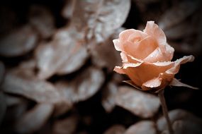 rose on the background of dry leaves