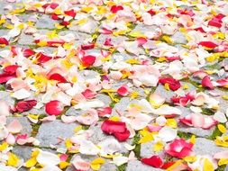 Scattered multi-colored rose petals