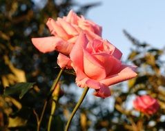 Pink rose blossom in a summer garden