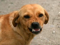 grin of a dog