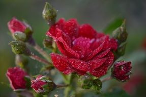 dew drops on a red velvet rose