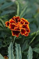 garden lush flower with yellow framing