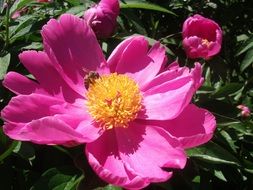 pink peony on a bush