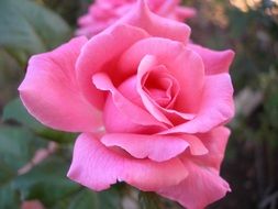 pink lush rose on a bush close-up