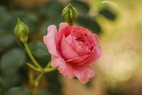 Beautiful pink rose in a garden