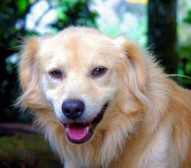 portrait of a golden labrador among nature