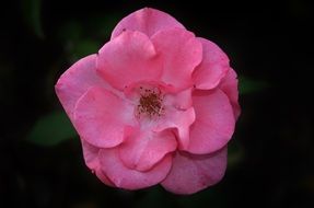 garden pink rose on a dark background