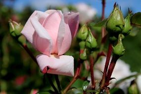 pink rose bud on a bush