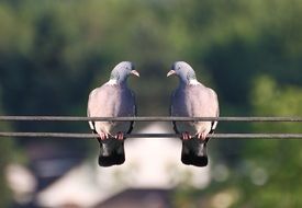 couple of pigeons on power line