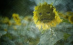 sad sun flower