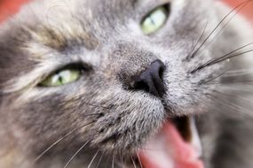 gray cat with open mouth