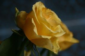 yellow rose is reflected in the mirror