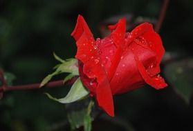 fresh nice rose flower